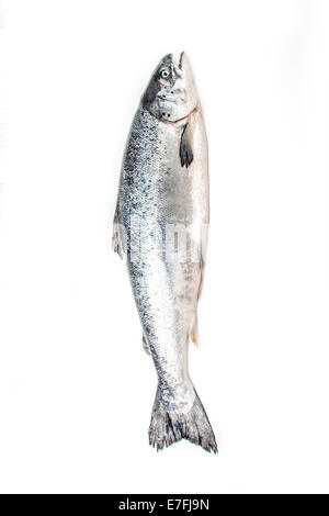 Scottish Atlantic salmon (Salmo solar) Poisson entier, isolated on a white background studio. Banque D'Images