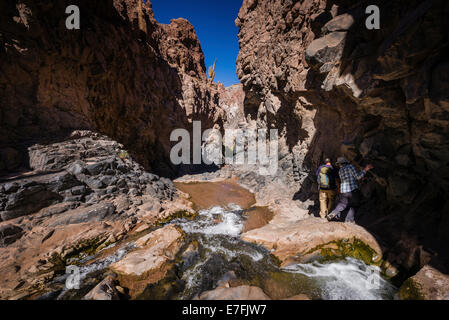 Gorge de cactus, Désert d'Atacama, San Pedro, Chili. Banque D'Images