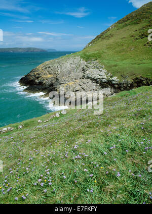 Spring squill (Scilla verna) en fleurs au-dessus de Bae'r nant, Bardsey Island, à l'ENE sur Bardsey son à la péninsule de Lleyn, au nord du Pays de Galles. Banque D'Images