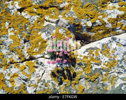 (Thrift Armeria maritima, rose de la mer) et le lichen sur les roches de la côte ouest de l'île de Bardsey, Solfach Porth, Gwynedd. Banque D'Images