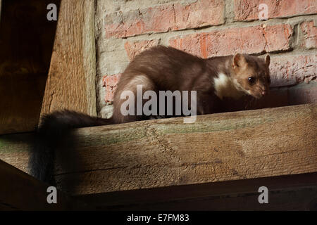 La Martre La martre hêtre / pierre / sitelle à marten (Martes foina) Chasse en barn Banque D'Images