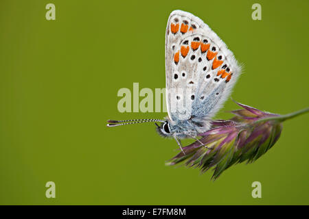 Aricia agestis Brown (Argus) perché sur spike Banque D'Images