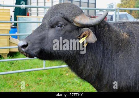 Bull buffle élevés pour la viande à marché spécialisé un pays juste dans le Hampshire, en Angleterre. Broughton Le buffle d'eau. Banque D'Images