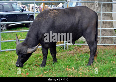 Bull buffle élevés pour la viande à marché spécialisé un pays juste dans le Hampshire, en Angleterre. Broughton Le buffle d'eau. Banque D'Images