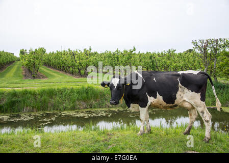 Dans le champ de la vache Banque D'Images