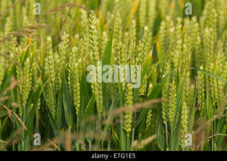 Close up of green / non affinés têtes de graine et les feuilles de la récolte d'orge de plus en champ dans Yorkshire, Angleterre Banque D'Images