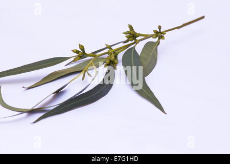 Eucalyptus (Eucalyptus citriodora) feuilles sur fond blanc Banque D'Images