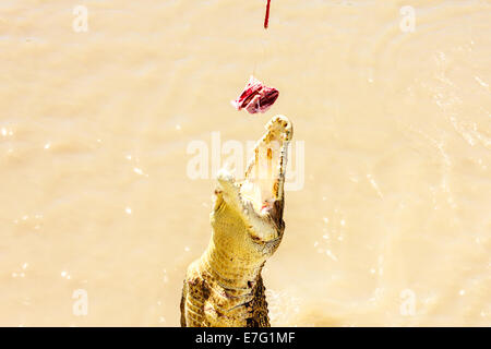 Les crocodiles ont appris à sauter pour la viande Banque D'Images