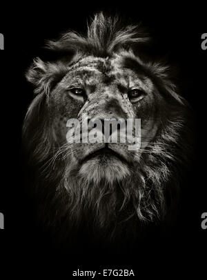 Moody lion portrait en noir et blanc Banque D'Images