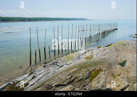 Bâtonnets de bois utilisé pour maintenir les filets pour la pêche à l'anguille sur le fleuve Saint-Laurent, province de Québec, Canada. Banque D'Images