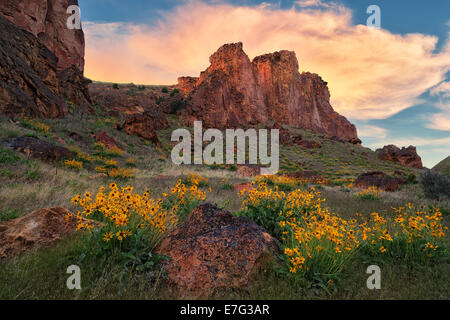 Floraison printanière des deltoïdes sur SE Oregon's Leslie Gulch et éloignées du comté de Malheur. Banque D'Images