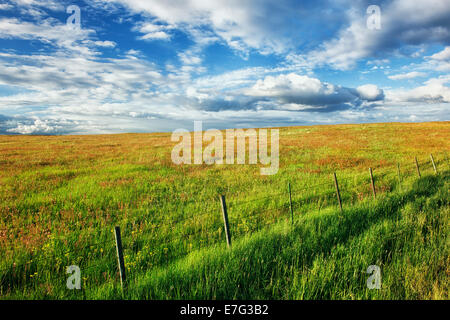 Soir nuages passent au-dessus de l'Oregon NE Wallowa comté et la prairie à Zumwalt avec fleurs sauvages en fleurs. Banque D'Images