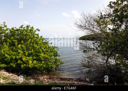 Barnes Sound vue à travers les mangroves le long de son des cartes dans la partie supérieure de la route Florida Keys, Marion County, Floride, Etats-Unis. Banque D'Images