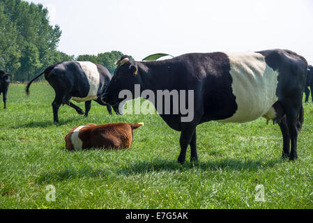 Lakenvelder vache et veau en meadow farm en Hollande Banque D'Images