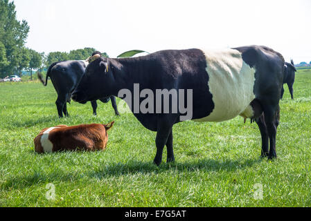 Lakenvelder vache et veau en meadow farm en Hollande Banque D'Images