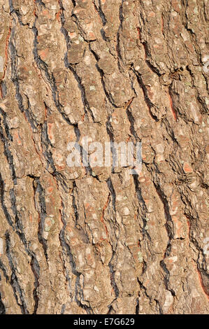 European pin noir (Pinus nigra), l'écorce, Provence, Sud de France, France Banque D'Images