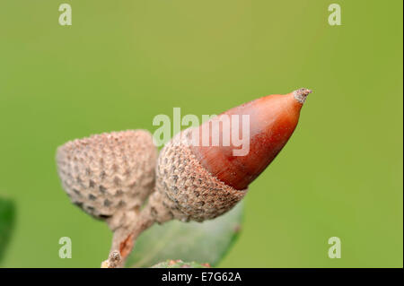 Chêne kermès (Quercus coccifera, Quercus pseudococcifera), acorn, Provence, Sud de France, France Banque D'Images