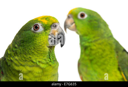 Close-up of a Panama et à couronne jaune AMAZON Amazon perroquets against white background Banque D'Images