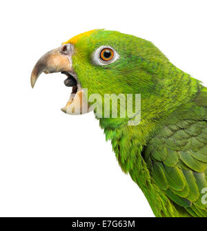 Close-up of a Panama Amazon parrot à tête jaune (5 mois) avec son bec ouvert contre fond blanc Banque D'Images