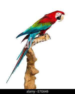 Le rouge et vert Macaw perching on branch in front of white background Banque D'Images