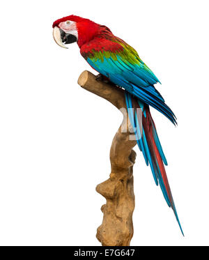 Le rouge et vert Macaw perching on branch in front of white background Banque D'Images