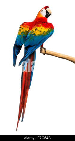 Le rouge et vert Macaw perching on branch in front of white background Banque D'Images