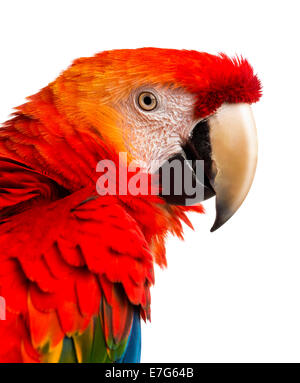 Close-up d'un ara rouge (4 ans), en face d'un fond blanc Banque D'Images