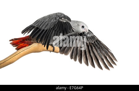 Perroquet gris d'Afrique (3 mois) perché sur une branche et battant des ailes, isolated on white Banque D'Images