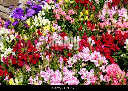 Couleurs mélangées de Snapdragons (Antirrhinum) dans un parterre de fleurs. Banque D'Images