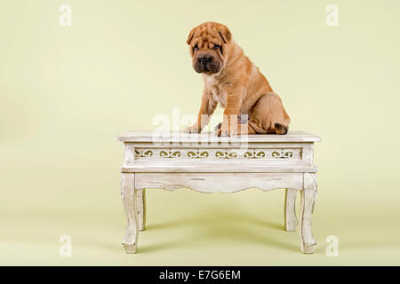 Shar Pei puppy, 8 semaines, homme, couleur rouge, sur la table Banque D'Images