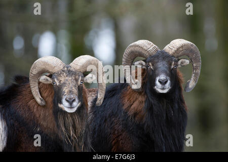 Mouflons européens (Ovis orientalis musimon), Daun Vulkaneifel, Rhénanie-Palatinat, Allemagne Banque D'Images