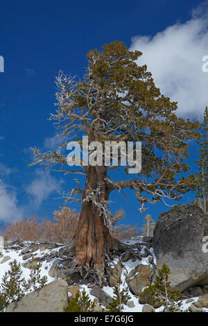 Arbre et neige au sommet du Carson Pass Autoroute (SR 88), 8 574 ft / 2 613 m, sur la Sierra Nevada, Californie, USA Banque D'Images