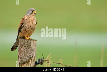 Faucon crécerelle (Falco tinnunculus), homme juché sur un poteau, Amrum, au nord de l'archipel Frison, Schleswig-Holstein, Allemagne Banque D'Images