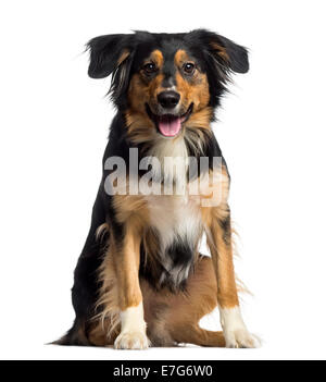 Border Collie assis et haletant (2 ans) sur un fond blanc. Banque D'Images