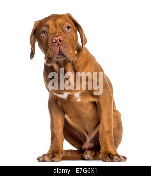 Dogue de Bordeaux puppy sitting (4 mois) contre fond blanc Banque D'Images