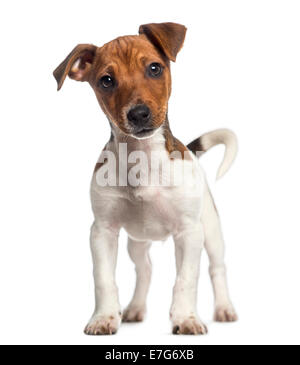 Jack Russell Terrier puppy standing (3 mois) contre fond blanc Banque D'Images