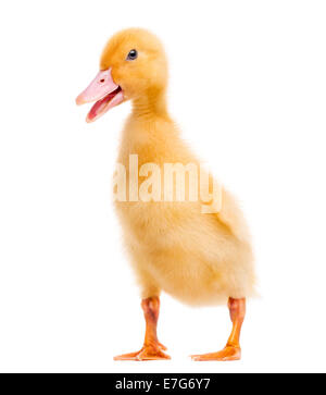 Canard (7 jours) quacking in front of white background Banque D'Images