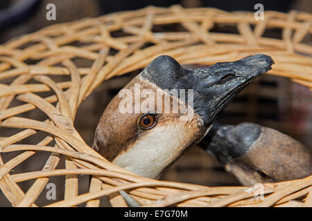 Goose (Anser cygnoides bouton f. domestica) dans un panier, marché aux volailles, Sampatong, Chiang Mai, la province de Chiang Mai, Thaïlande Banque D'Images