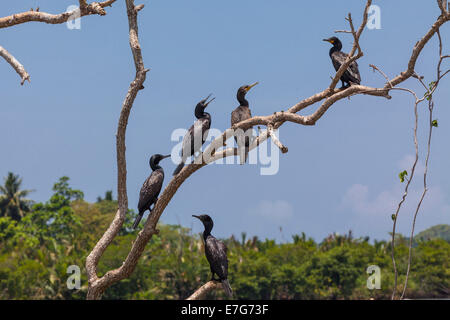 Peu de cormorans (Phalacrocorax niger) perché sur un arbre, près de la réserve naturelle dans la région de Galle, Godahena, Province de Liège Banque D'Images