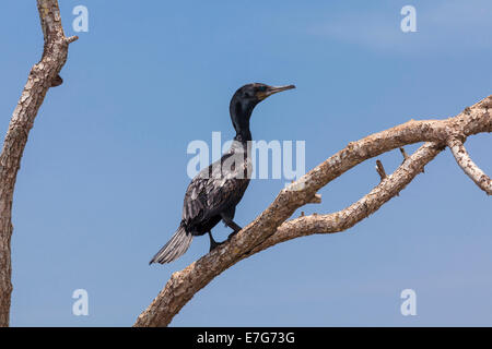 Peu de Cormoran (Phalacrocorax niger) perché sur un arbre, près de la réserve naturelle dans la région de Galle, Godahena, Province de Liège Banque D'Images