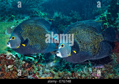 Deux Français Angelfishes (Pomacanthus paru) au-dessus de coraux, Little Tobago, Trinité-et-Tobago Banque D'Images