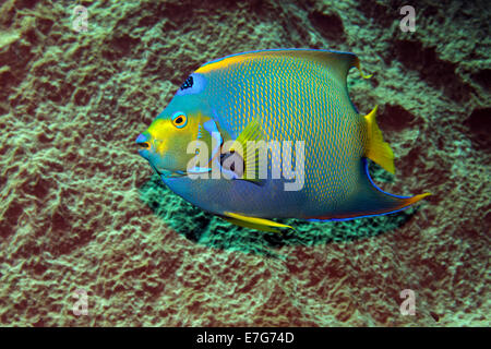 Lit Queen Angelfish (Holacanthus ciliaris) en face de l'éponge, Little Tobago, Trinité-et-Tobago Banque D'Images