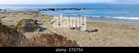 L'éléphant (Mirounga angustirostris), sur la plage, côte du Pacifique, en Californie, Piedras Blancas, United States Banque D'Images