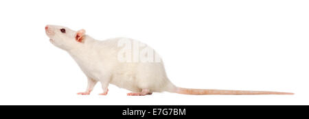 Rat (8 mois) in front of white background Banque D'Images