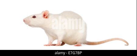 Rat (8 mois) in front of white background Banque D'Images