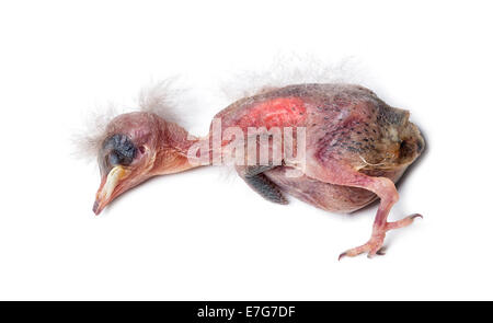 Les jeunes morts Moineau domestique Passer domesticus, in front of white background Banque D'Images