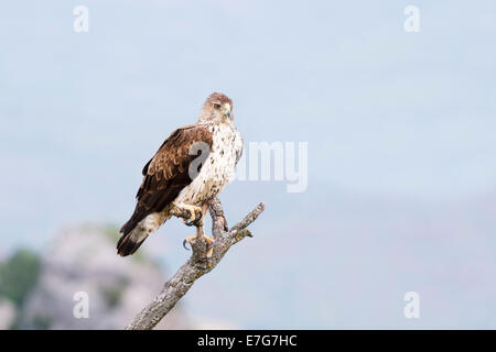 Aigle de Bonelli (Aquila fasciata) perché sur une branche. Banque D'Images