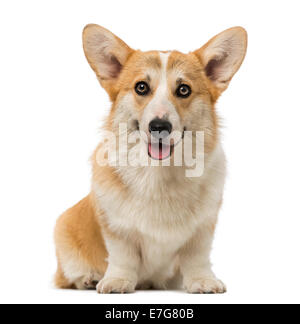 Welsh Corgi Pembroke (7 mois) contre fond blanc Banque D'Images