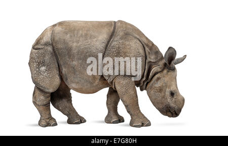 Jeune Indien rhinocéros à une corne (8 mois) in front of white background Banque D'Images