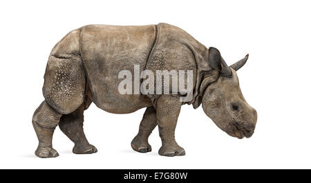 Jeune Indien rhinocéros à une corne (8 mois) in front of white background Banque D'Images